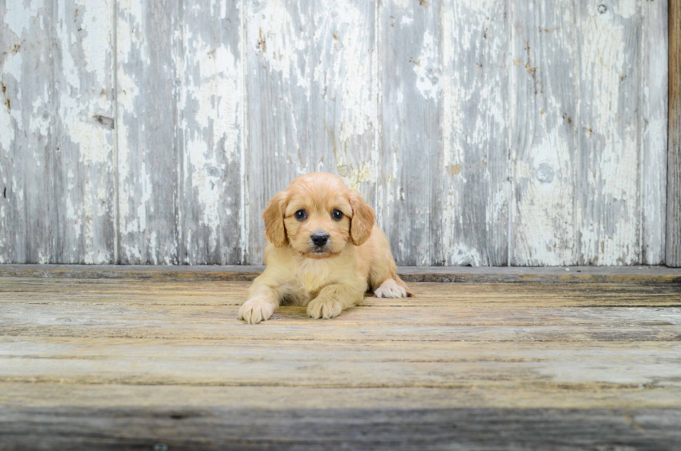 Best Cavapoo Baby