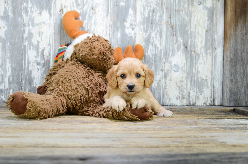 Best Cavapoo Baby