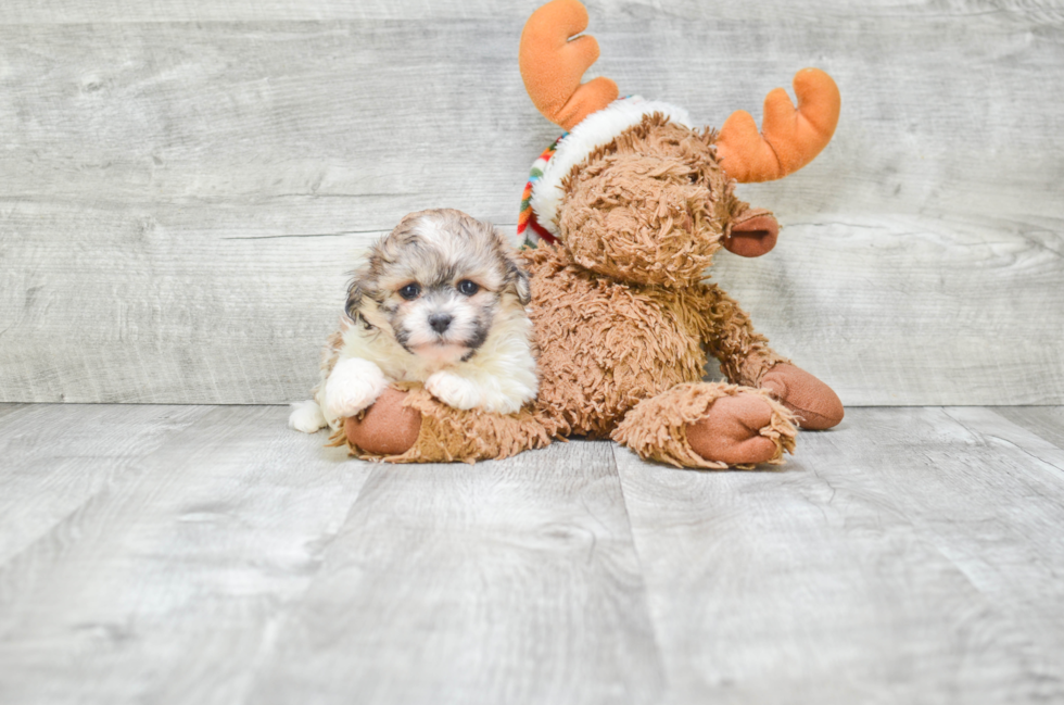 Teddy Bear Pup Being Cute