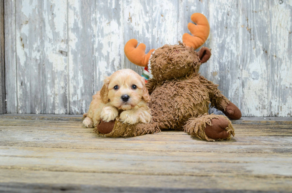 Playful Cavoodle Poodle Mix Puppy