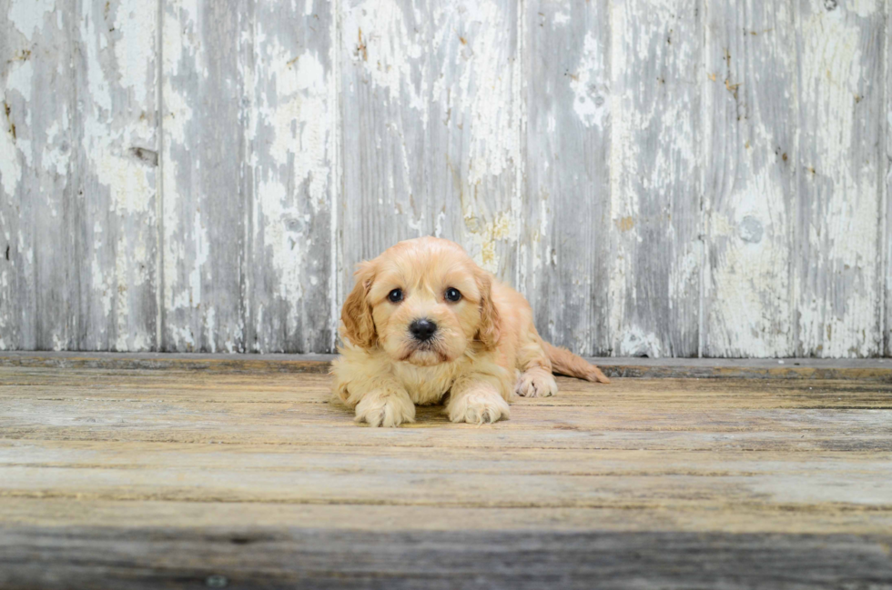 Cavapoo Pup Being Cute