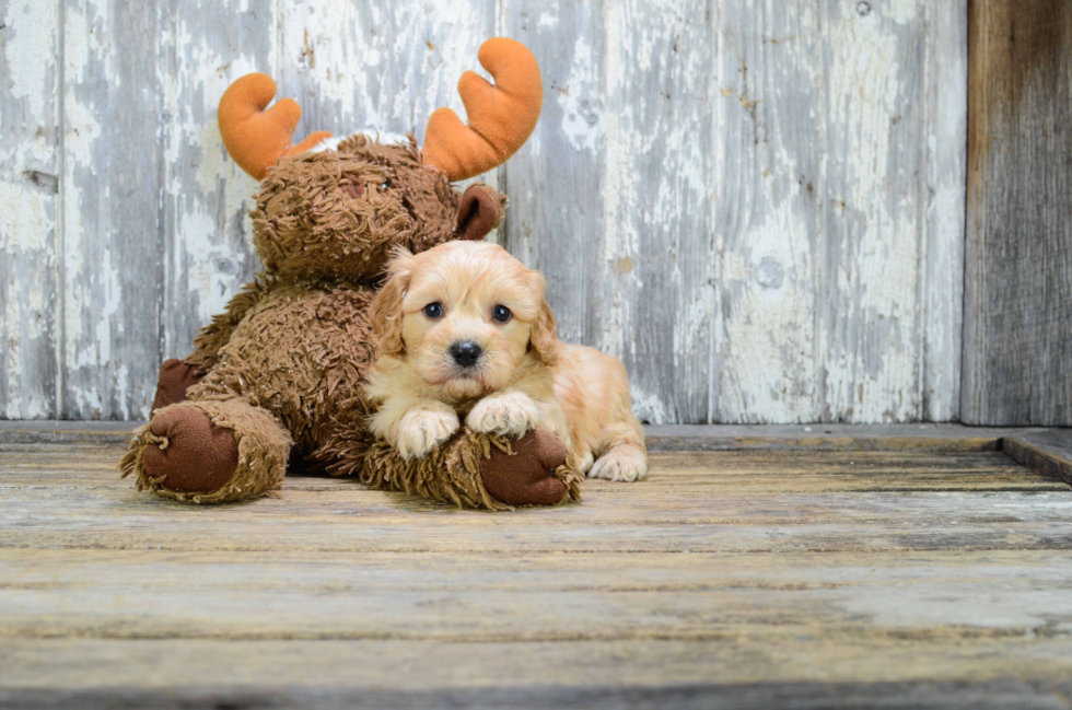 Best Cavapoo Baby