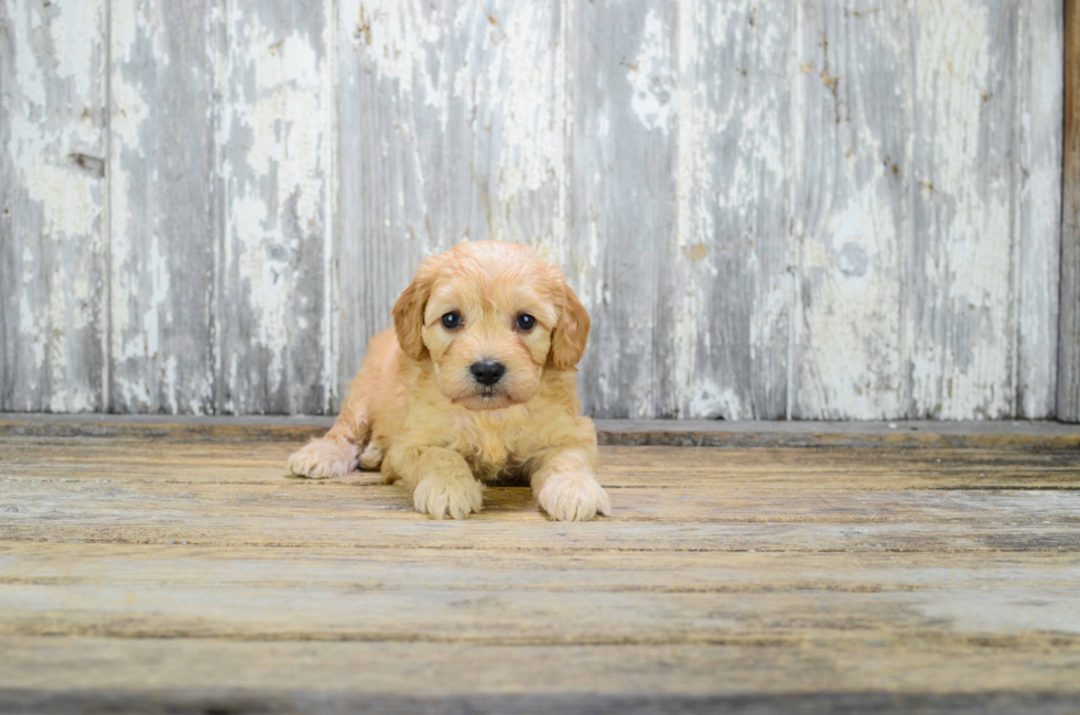 Cute Cavapoo Baby