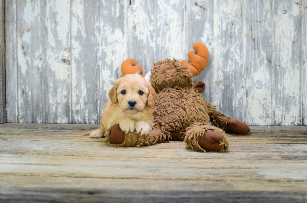 Cavapoo Puppy for Adoption