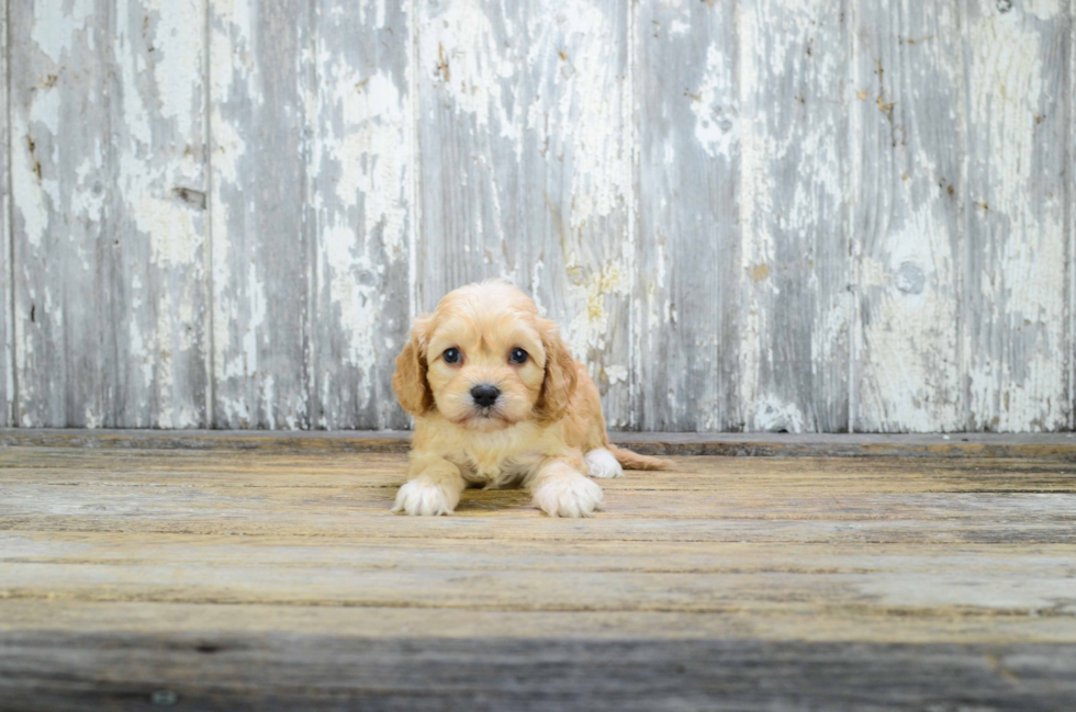 Smart Cavapoo Poodle Mix Pup