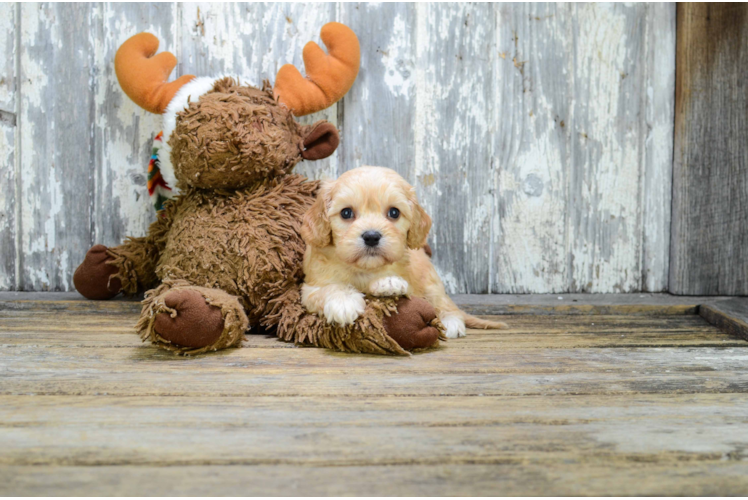 Best Cavapoo Baby