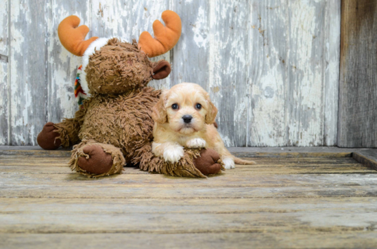 Best Cavapoo Baby