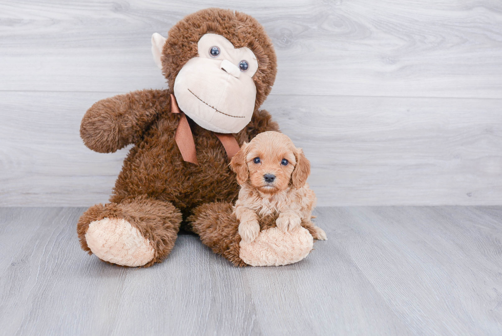 Cavapoo Puppy for Adoption