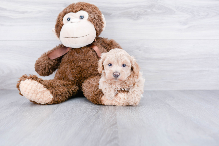 Maltipoo Pup Being Cute