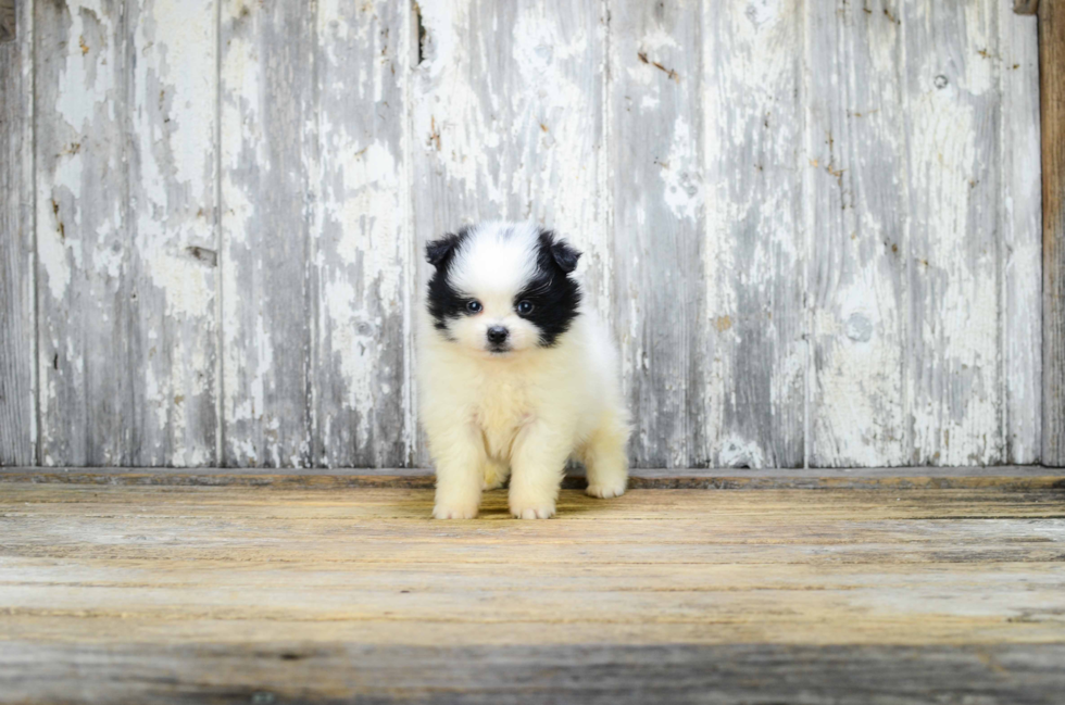 Funny Pomeranian Purebred Pup