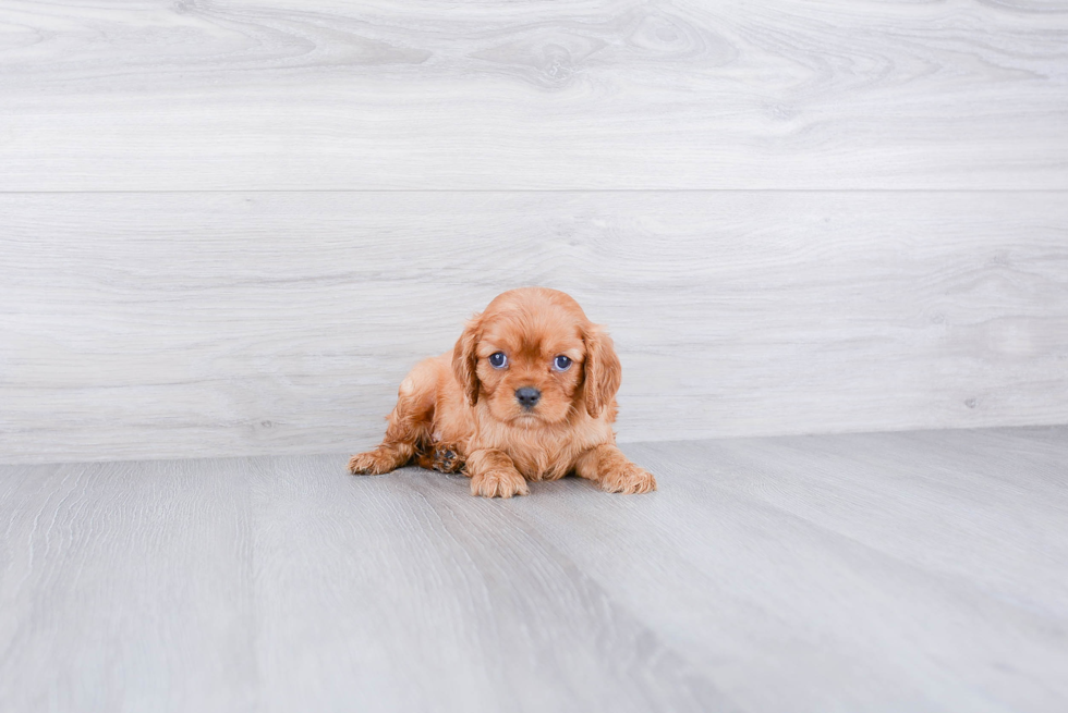 Friendly Cavalier King Charles Spaniel Purebred Pup