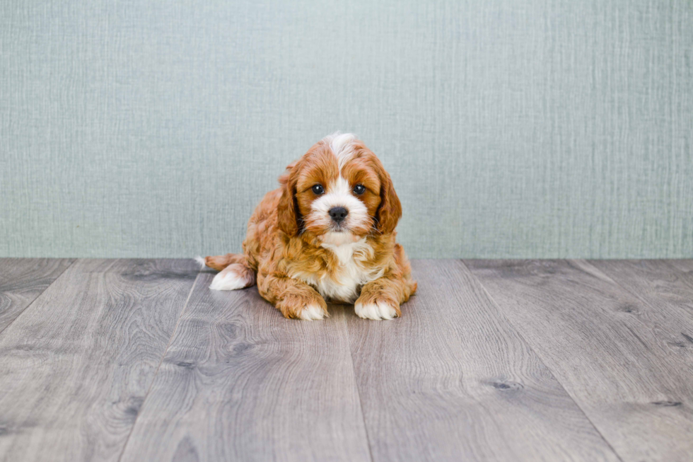 Hypoallergenic Cavoodle Poodle Mix Puppy