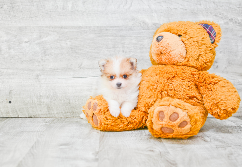 Best Pomeranian Baby