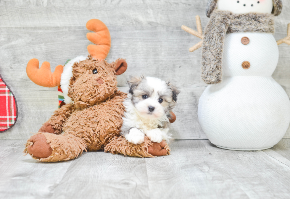 Havanese Puppy for Adoption