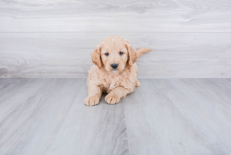 Mini Goldendoodle Pup Being Cute