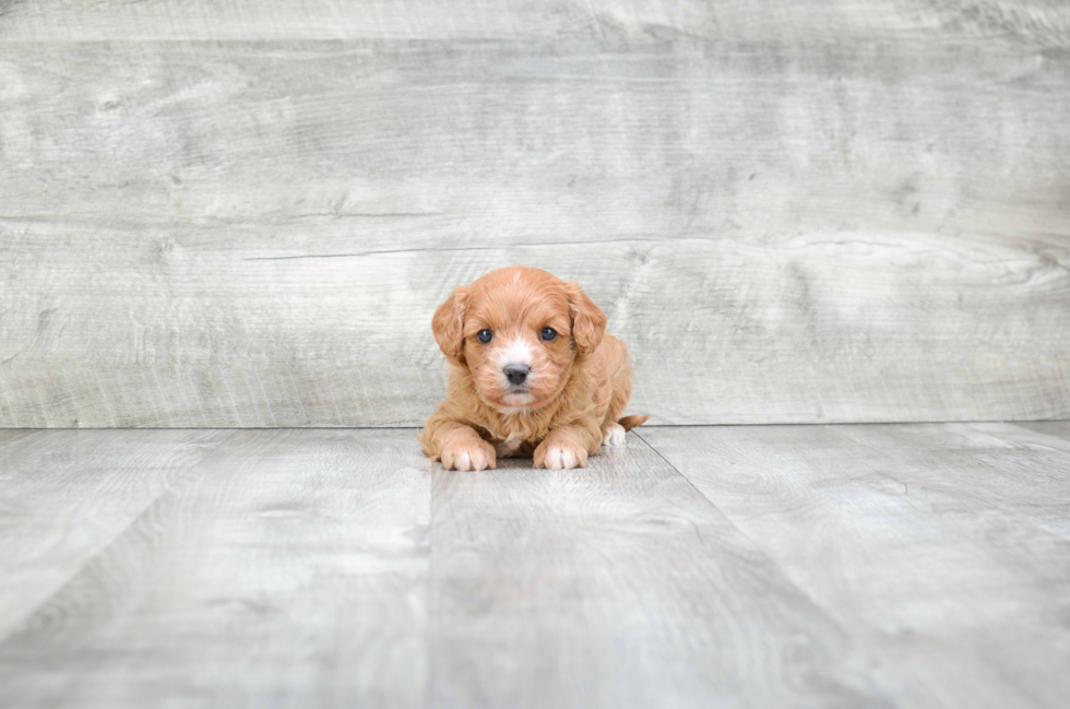 Smart Cavapoo Poodle Mix Pup