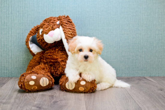 Maltipoo Puppy for Adoption