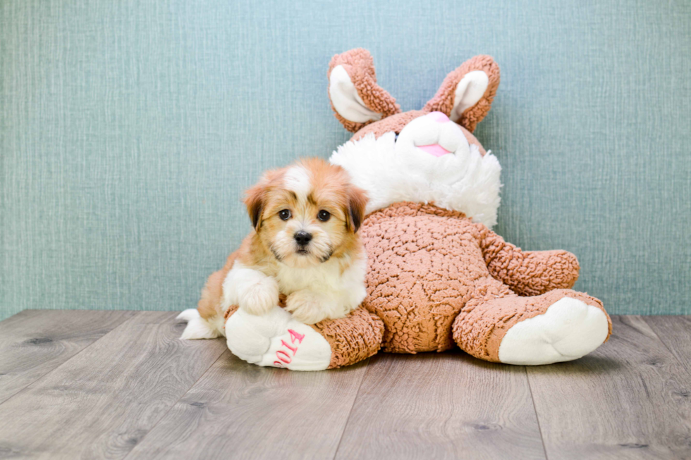 Teddy Bear Pup Being Cute