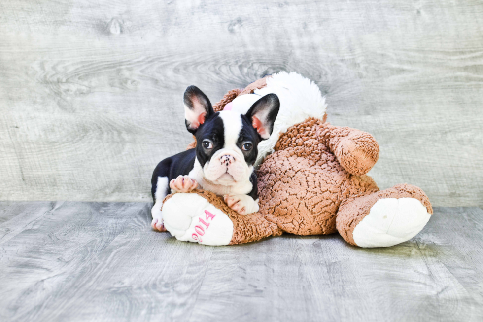 Little French Bulldog Purebred Pup