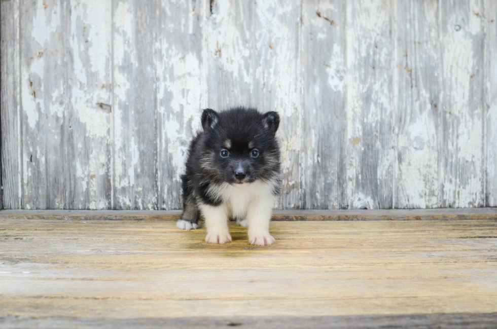 Smart Pomsky Designer Pup