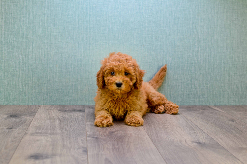 Mini Goldendoodle Puppy for Adoption