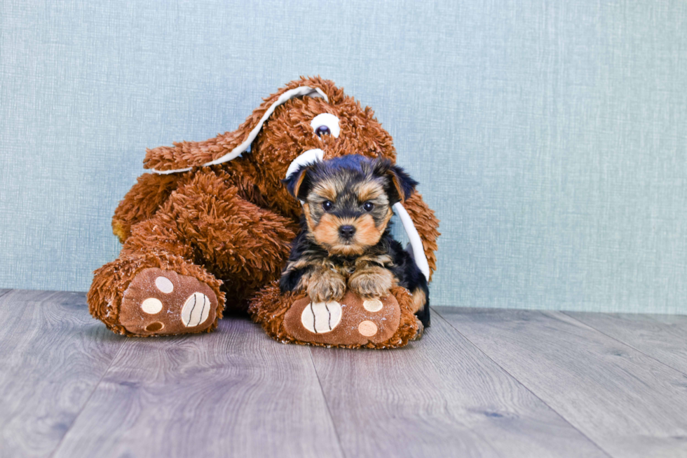 Meet Rascal - our Yorkshire Terrier Puppy Photo 