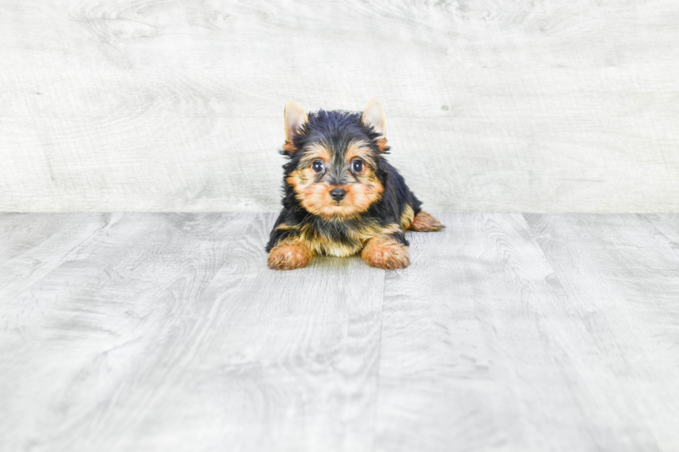 Meet Avery - our Yorkshire Terrier Puppy Photo 