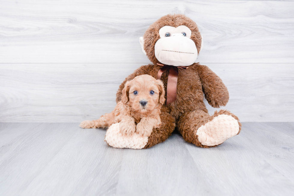 Popular Cavapoo Poodle Mix Pup