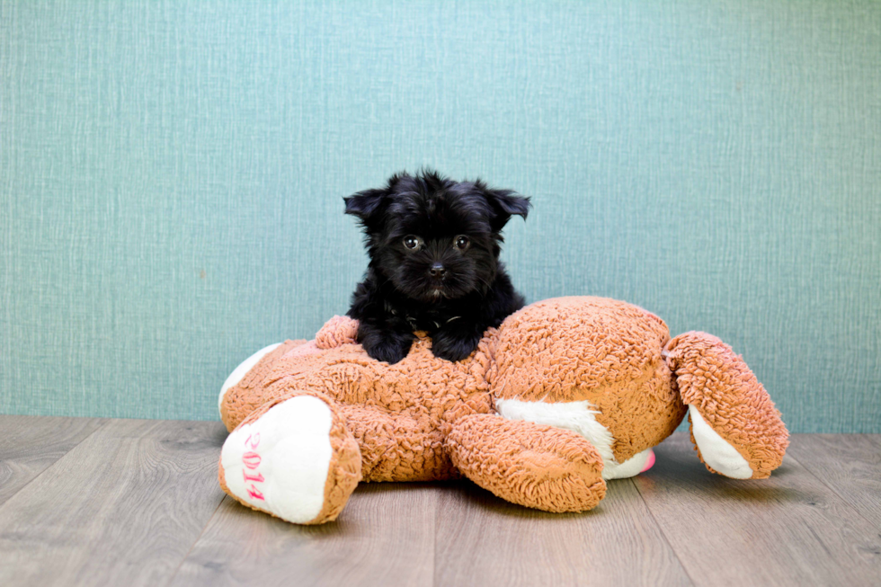 Morkie Pup Being Cute