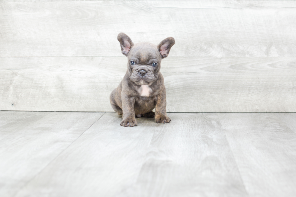 Popular French Bulldog Baby