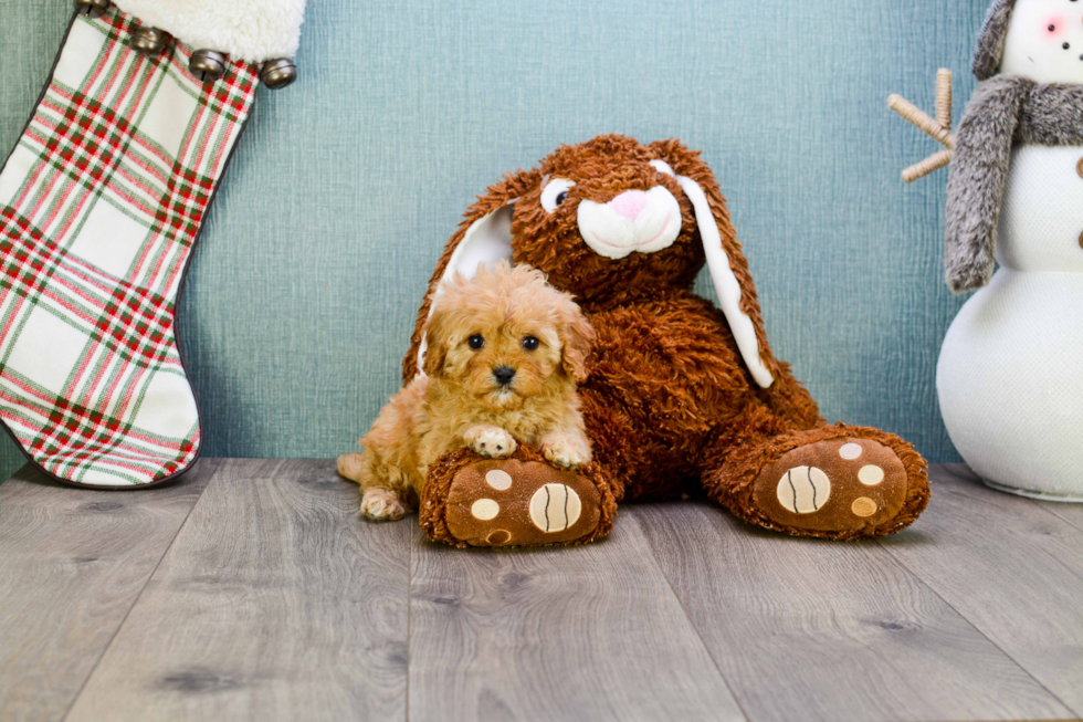 Cavapoo Pup Being Cute