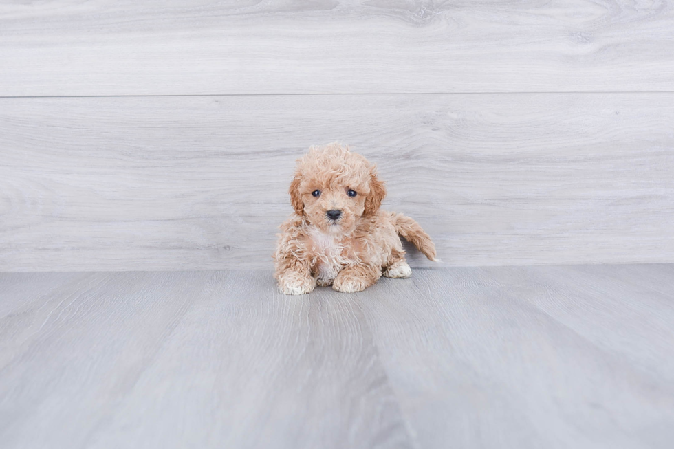 Adorable Maltese Poodle Poodle Mix Puppy