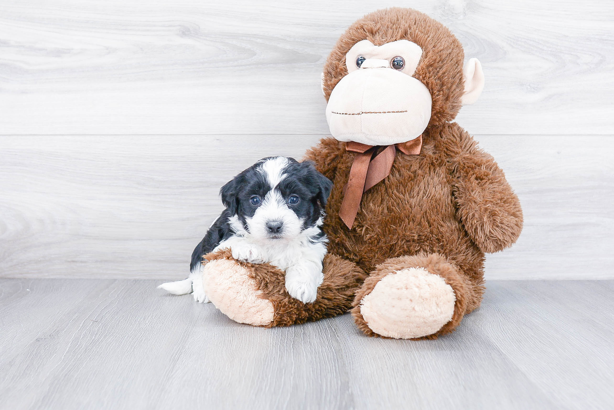 Cute Teddy Bear Baby