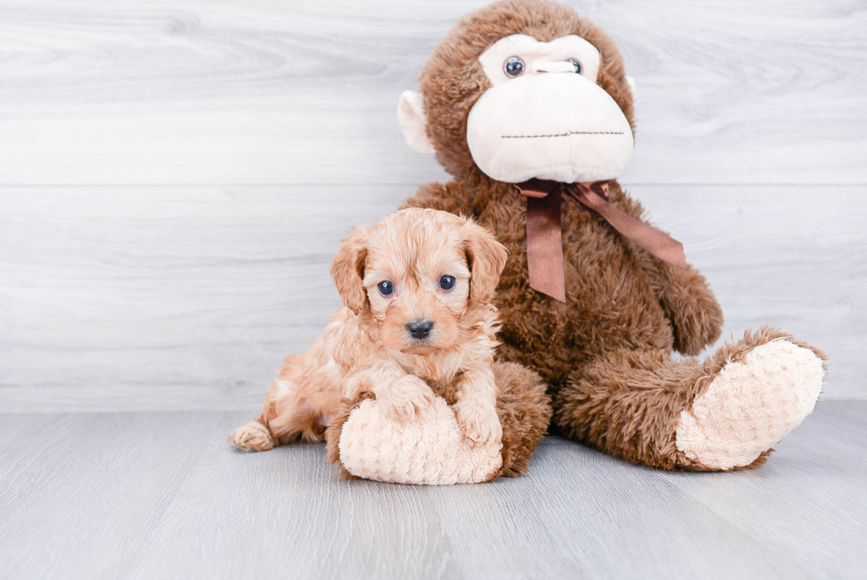 Best Cavapoo Baby