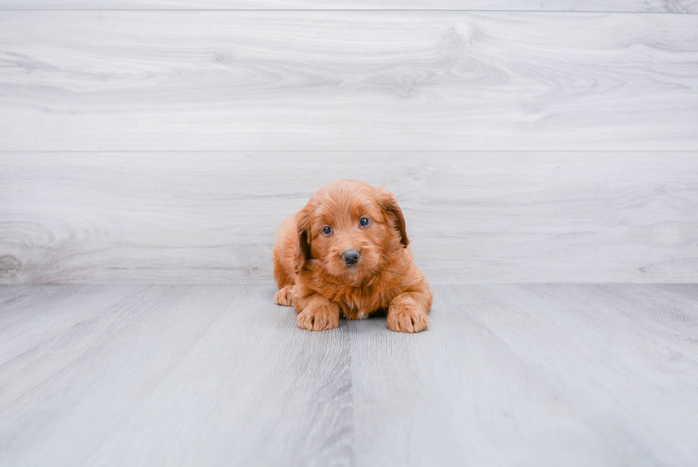 Mini Goldendoodle Puppy for Adoption