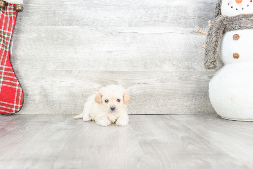 Energetic Maltepoo Poodle Mix Puppy