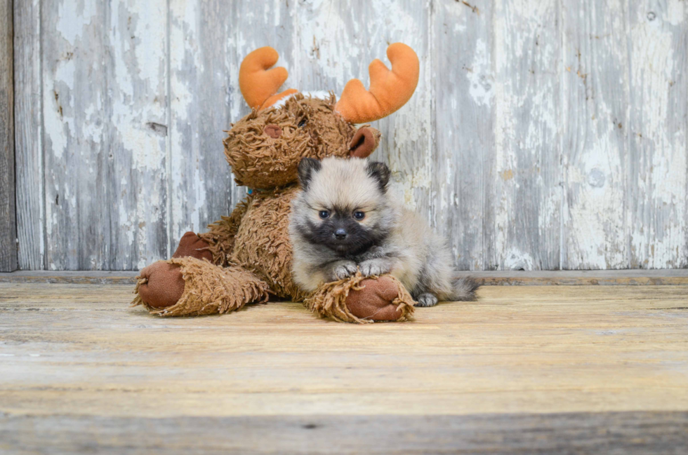 Smart Pomeranian Purebred Puppy