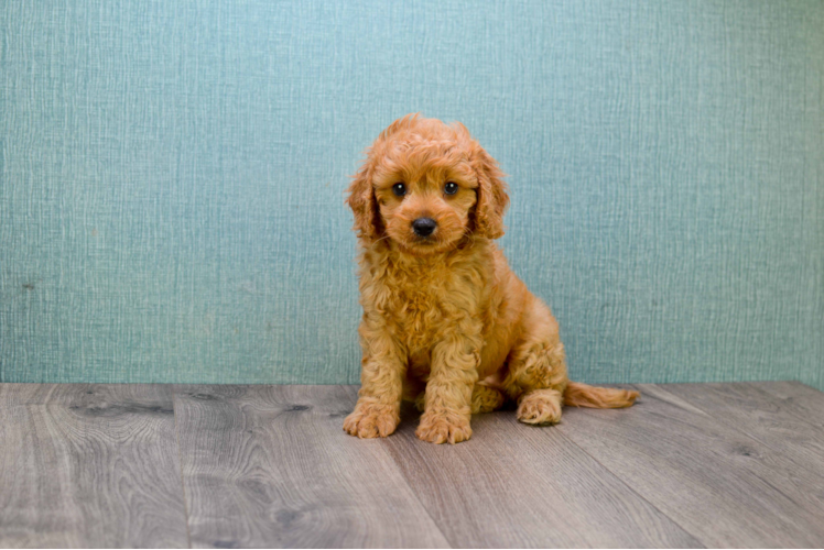 Best Mini Goldendoodle Baby