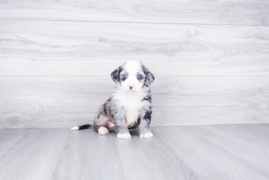 Mini Bernedoodle Pup Being Cute