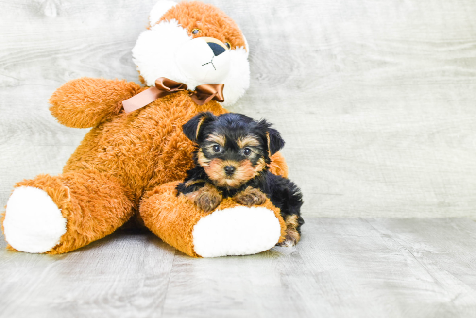 Meet Twinkle - our Yorkshire Terrier Puppy Photo 