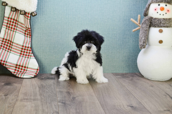 Playful Havanese Baby