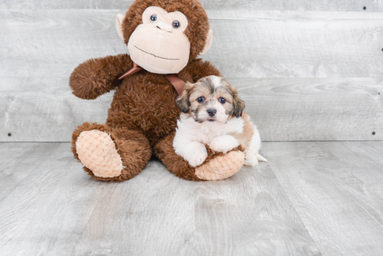 Teddy Bear Pup Being Cute