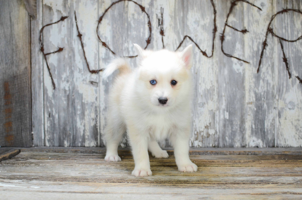 Pomsky Pup Being Cute