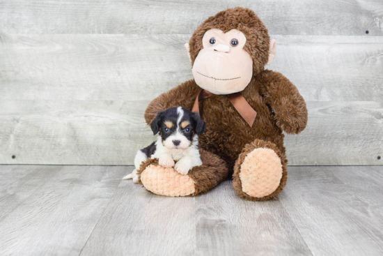 Petite Cavachon Designer Pup