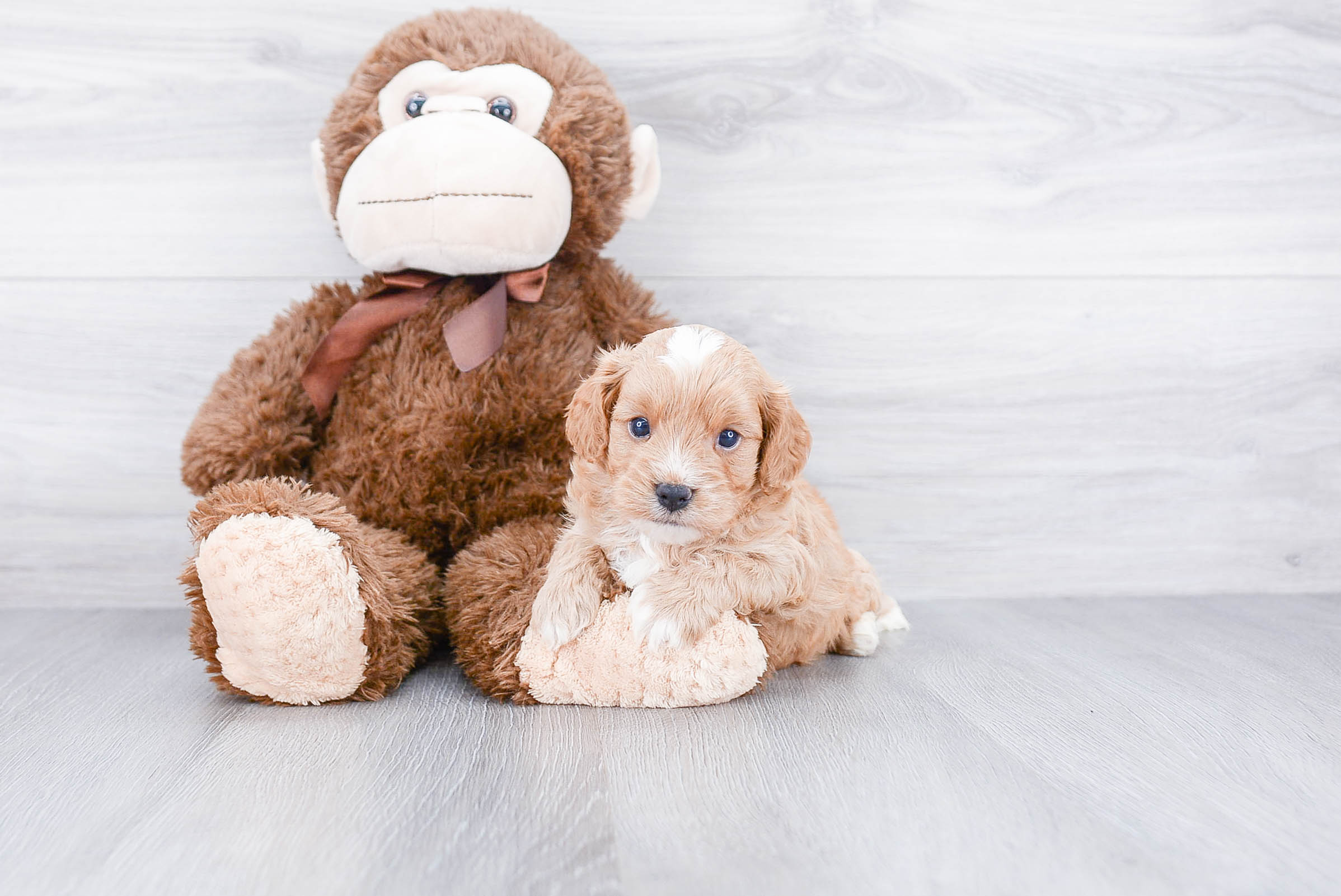 Small Cavapoo Baby