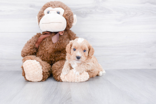 Small Cavapoo Baby