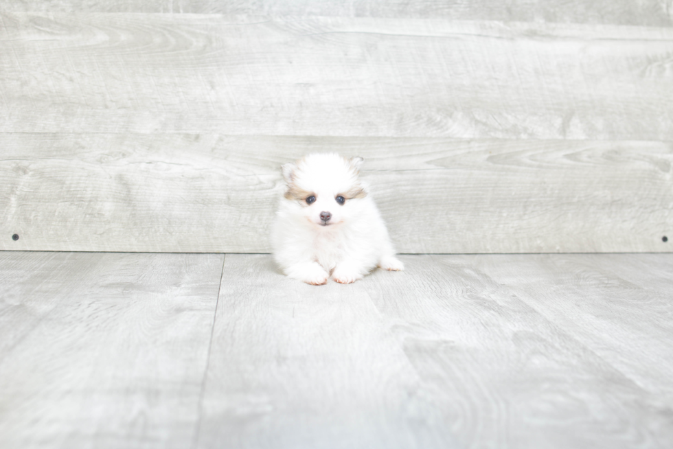 Petite Pomeranian Purebred Puppy