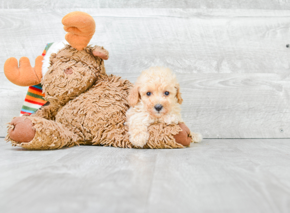 Playful Poodle Baby