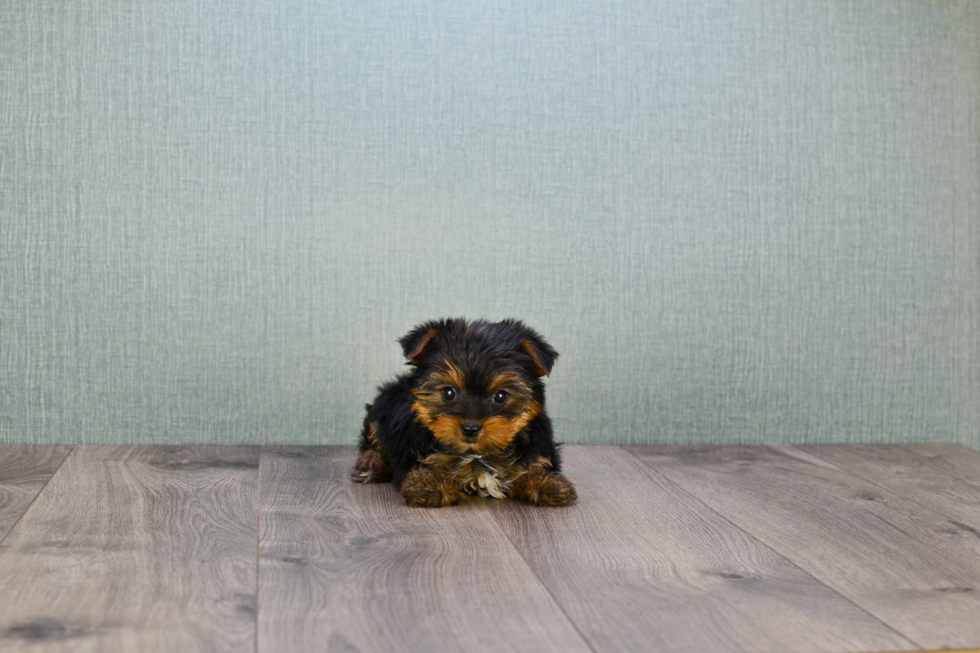 Meet Goldie - our Yorkshire Terrier Puppy Photo 