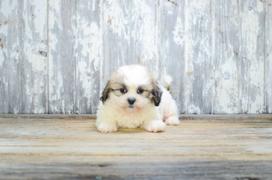 Teddy Bear Pup Being Cute